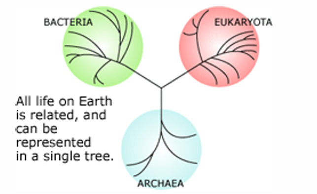 <p><strong>Important Assumptions in Trees</strong></p>