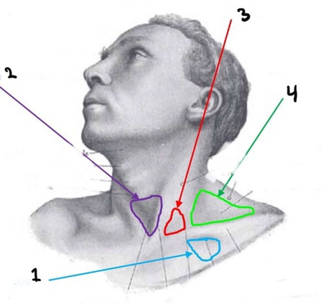 <p>oriëntatiepunt voor het identificeren van bepaalde structuren in het nekgebied (groen)</p>