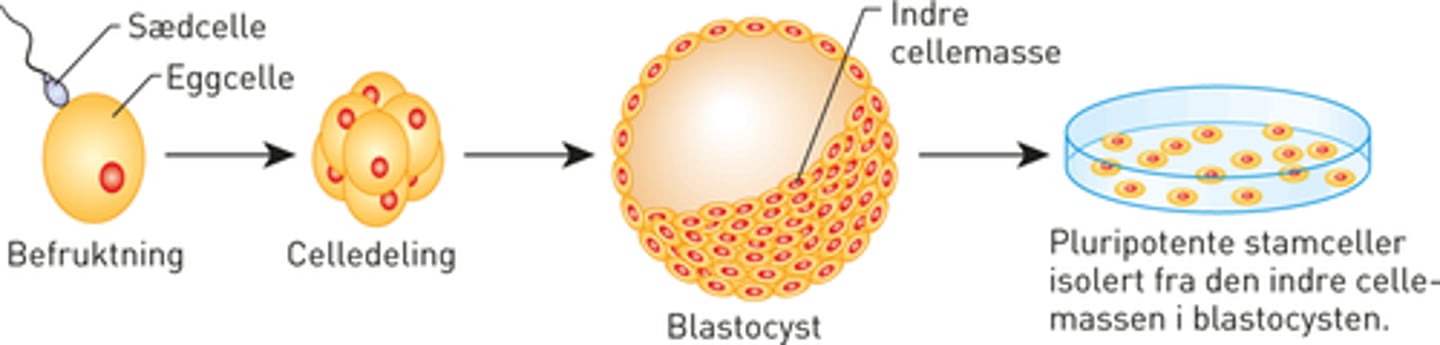 <p>Stamceller fra en blastocyst (veldig tidlig embryo). Disse er pluripotente og er stamceller for ALLE kroppens celler (kan ikke bli et nytt individ)</p>