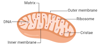 <p><strong>powerhous</strong>e of the cell</p><p>cellular respiration occurs</p><p><strong>double </strong>membrane</p><p>in cytoplasm</p><p>cellular reactions release energy - curved surface to increase reaction surface area</p><p>has <strong>its own DNA</strong></p>