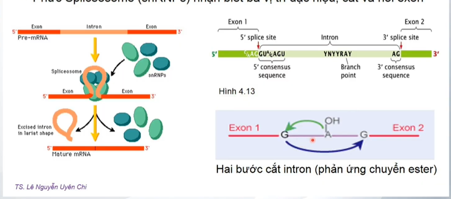 <p>Cắt intron nhờ Spliceosome(snRNPs) tạo thành từ snRNA(RNA nhỏ vài chục nu ở trong nhân)</p><p>Các snSNPs nhận diện 5’consesus sequence, branch point, 3’consesus sequence và bám vào.</p><p>Nó sẽ cắt theo kiểu branchpoint nhảy qua 5’cs cắt và 5’cs nhảy qua 3’cs cắt→pư chuyển ester</p><p>Thường là có 4-6 snSNPs tham gia</p>