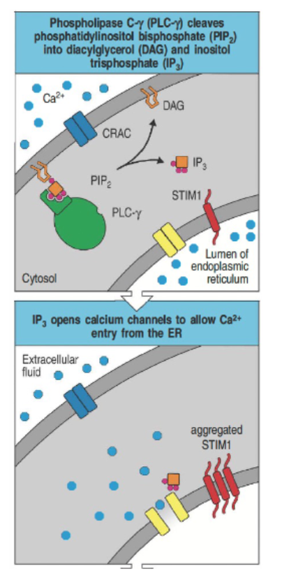 <ul><li><p>PLC cleaves PIP₂ into DAG and IP₃.</p></li><li><p>IP₃ binds to ER receptors, releasing Ca²⁺ into the cytosol.</p></li><li><p>Ca²⁺ interacts with calmodulin, activating calcineurin.</p></li><li><p>Calcineurin dephosphorylates NFAT, allowing it to enter the nucleus and regulate gene expression.</p></li></ul><p></p>