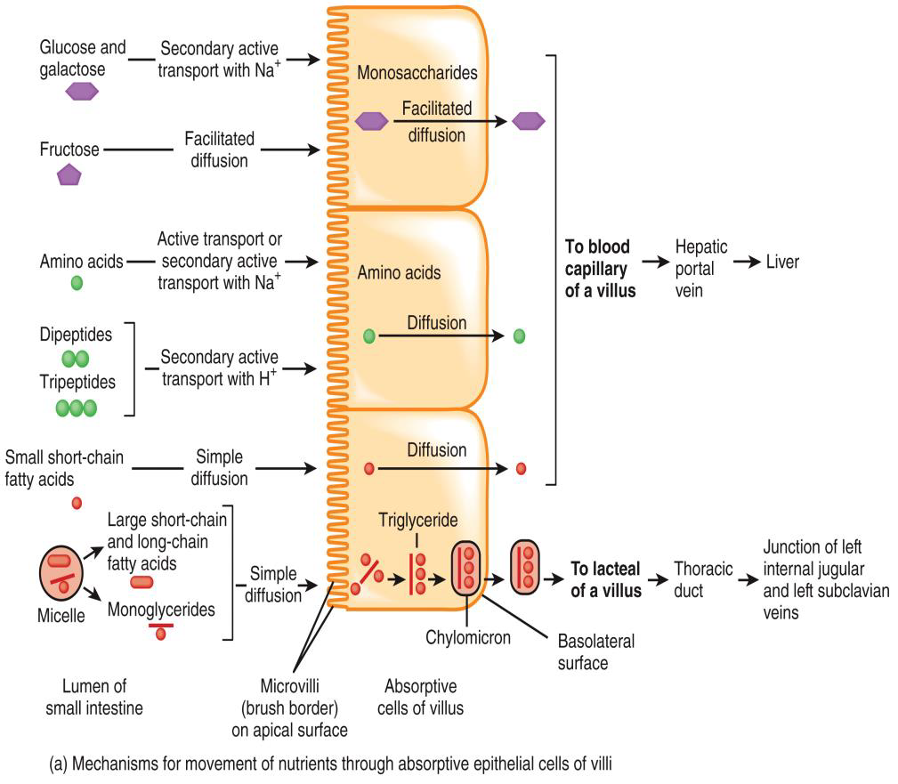 <p>ABSORPTION IN THE SMALL INTESTINE PHOTO </p>