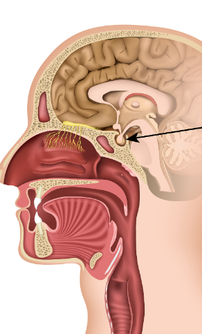 <p>master gland, regulates body functions via hormones</p>