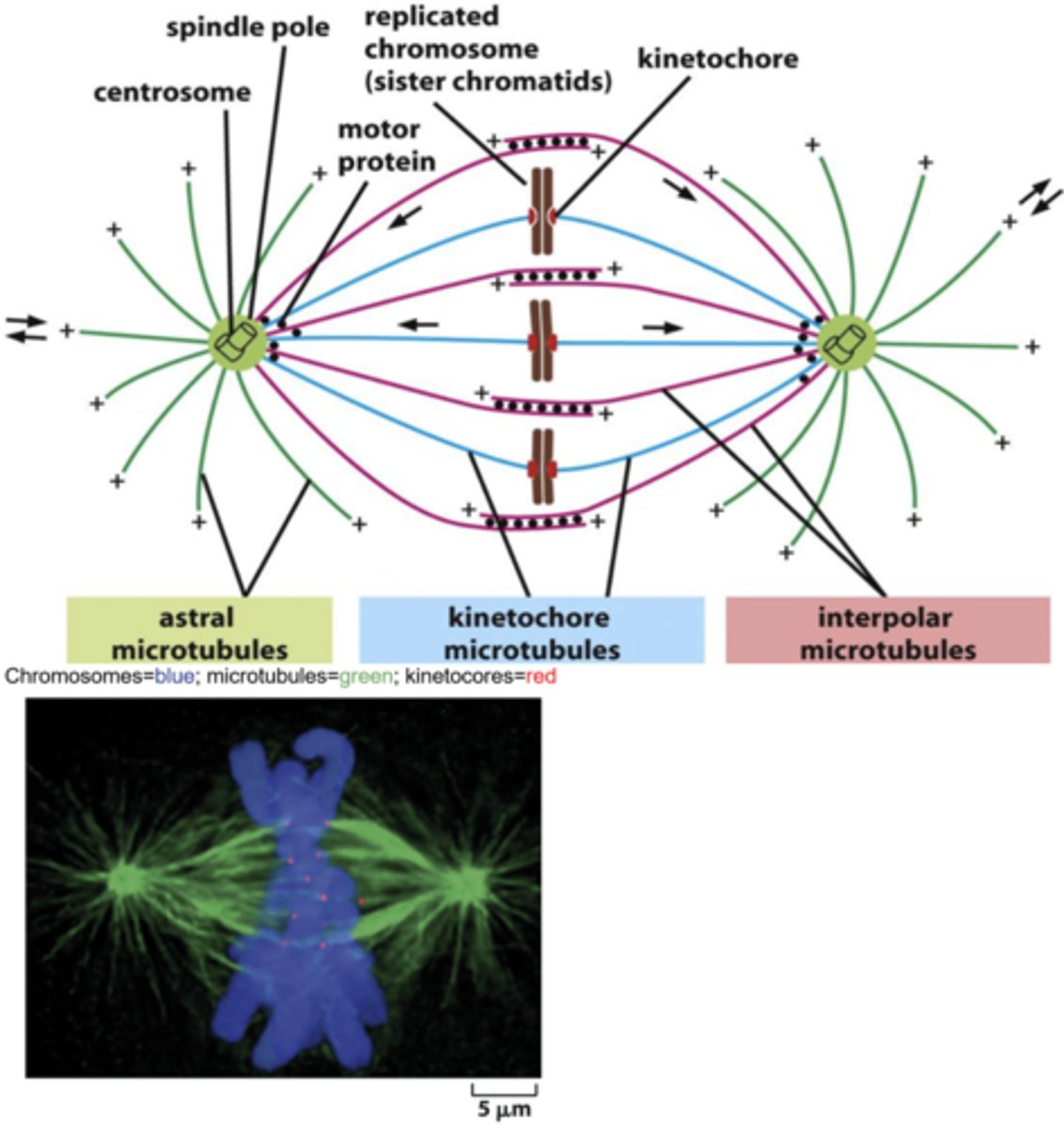 <p>organize microtubules of the mitiotic spindle</p>