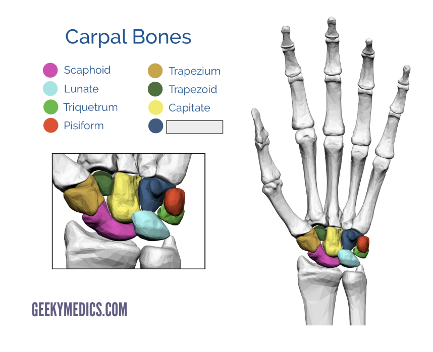 <p>Name the covered bone</p>
