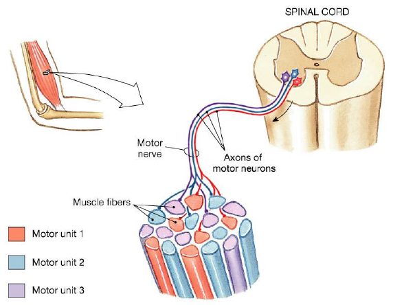 <p>A <strong>motor unit</strong> is a single motor neuron with a set number of muscle fibers that it controls. </p><p>It consists of the motor neuron and a certain number of muscle fibers. </p><p>It controls which muscle fibers contract. </p>