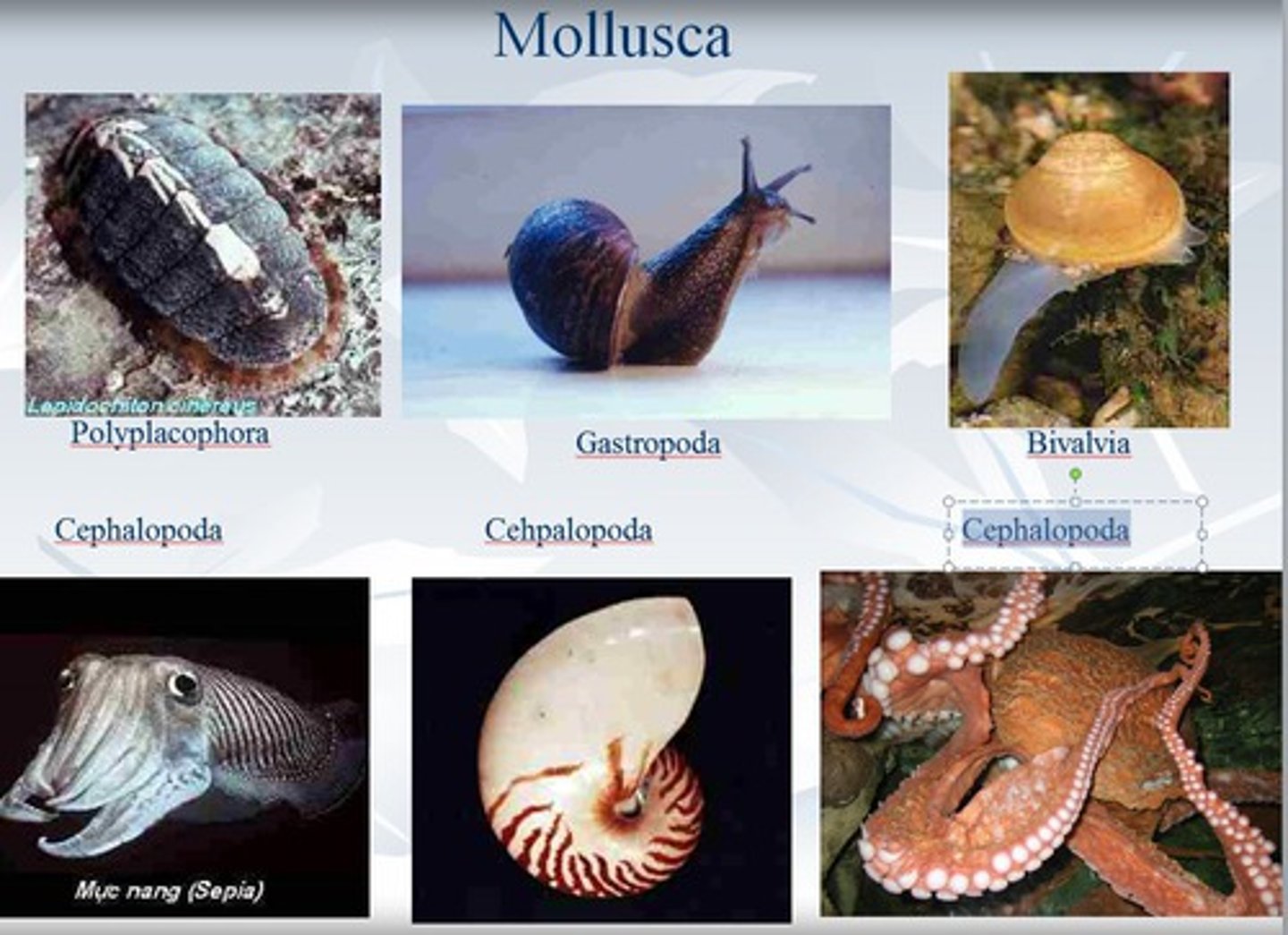 <p>Class Polyplacophora (chitons),</p><p>Class Gastropoda (gastropods (snails, slugs)),</p><p>Class Bivalvia (bivalves (scallops, oysters),</p><p>Class Cephalopoda (cephalopods (octopuses, squid))</p>