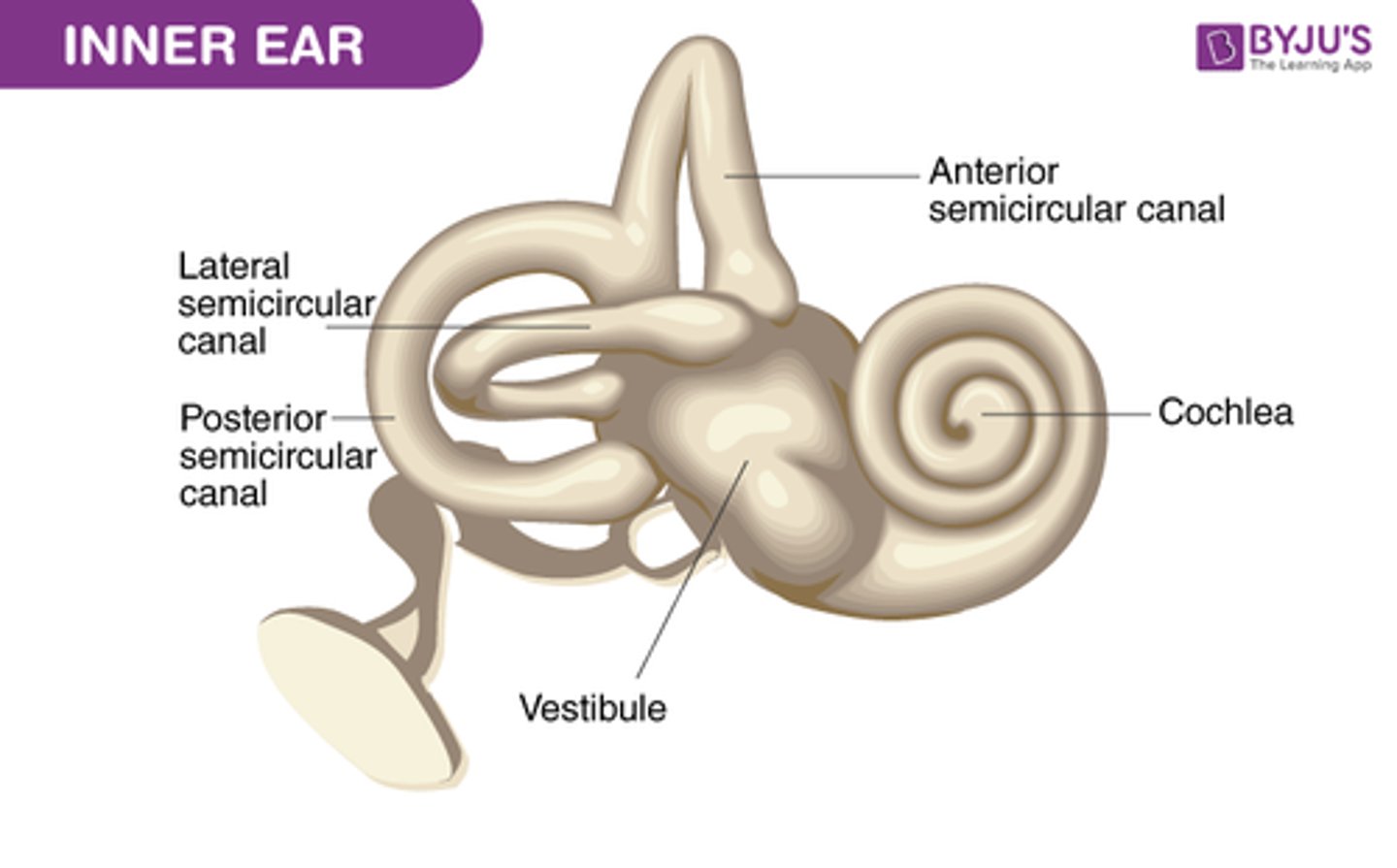 <p>Contains sensory organs for hearing and balance</p>