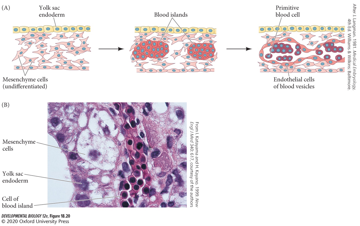 The cells that form blood vessels.