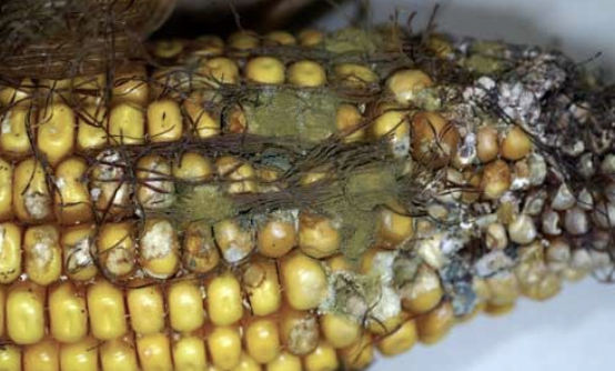 <p>moldy corn poisoning </p>