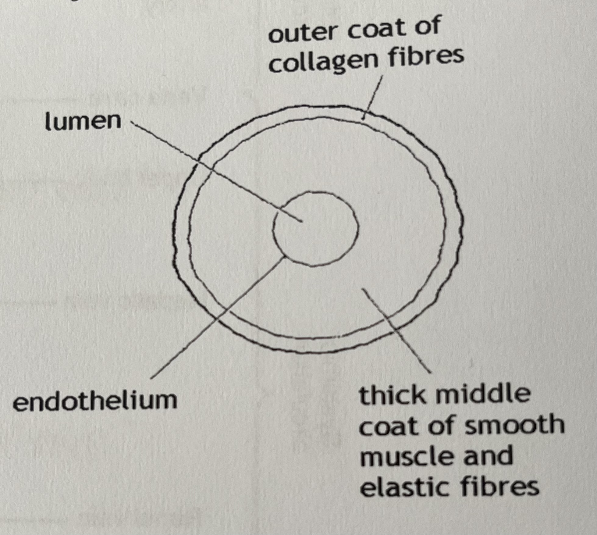 <p>relatively small lumen </p><p>walls are:</p><p>very thick</p><p>have an inner coat of a single layer of endothelium</p><p>have lots of elastic tissues and muscle fibre</p><p></p>