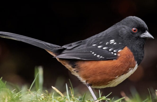 <ul><li><p>dark back, rusty sides, white spots on wings</p></li><li><p>long tail</p></li><li><p>raspy call — cat meowing</p><ul><li><p>often scratching in leaves on ground</p></li></ul></li></ul><p></p>