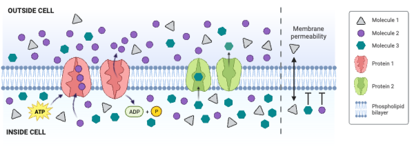 <p>Which protein is an ATPase engaged in primary active transport?</p><ul><li><p><span>a. Protein <strong>1</strong>&nbsp;</span></p><p></p></li><li><p><span>b. Protein <strong>2</strong></span></p><p></p></li><li><p><span>c. Neither protein is an <strong>ATP</strong>ase engaged in primary active transport.</span></p></li></ul><p></p>