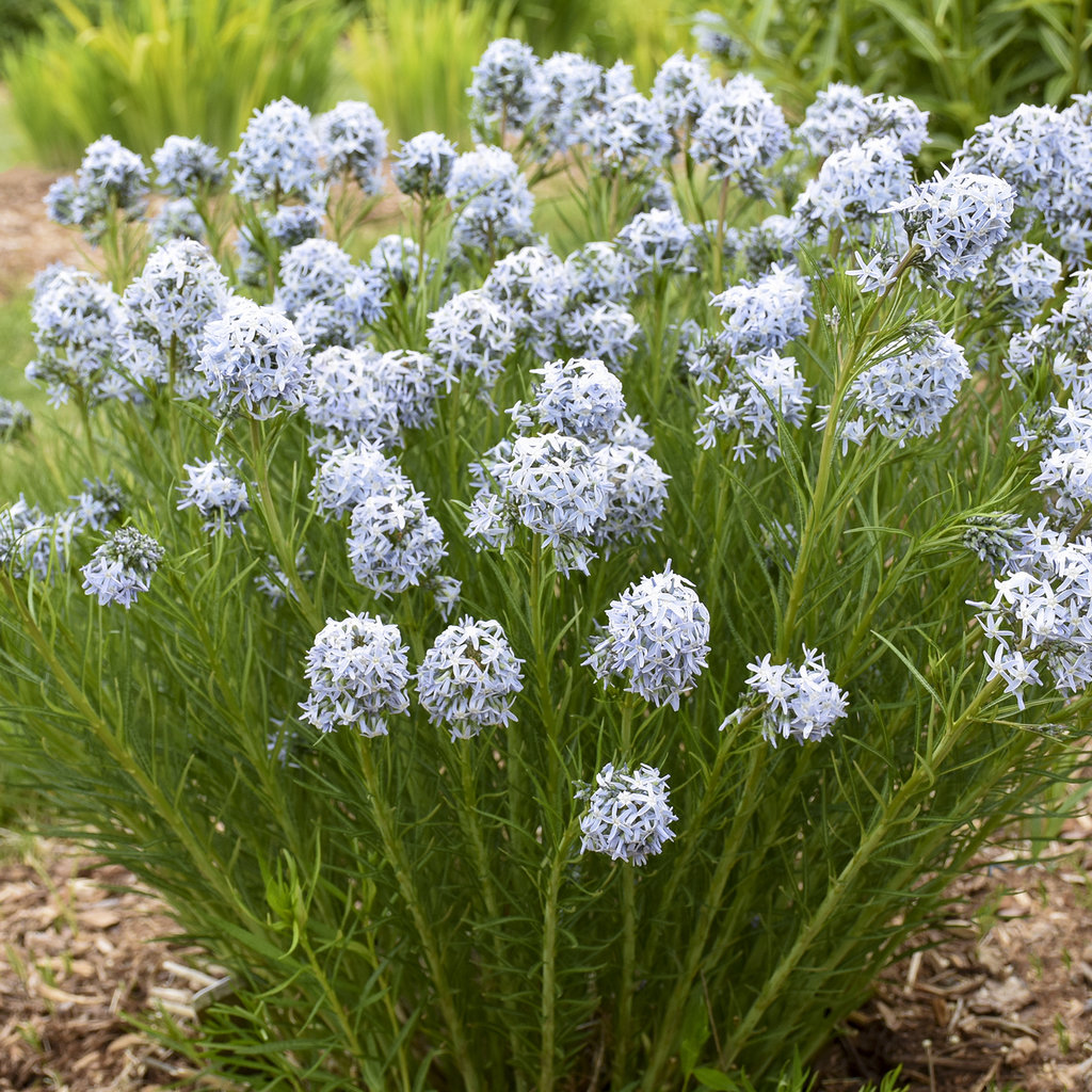 - Native to southeastern US
- Toxic