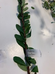 Spiraea nipponica