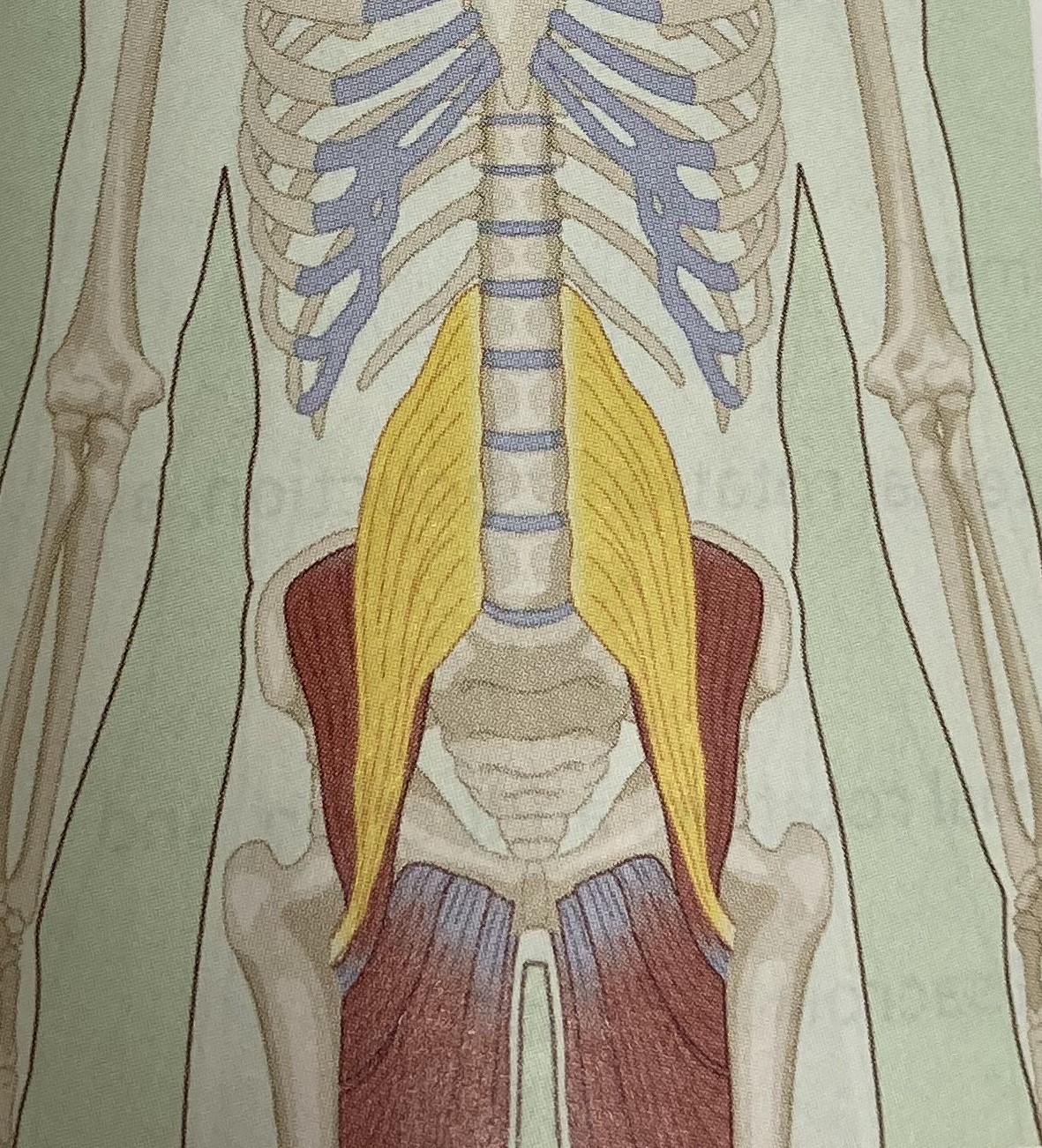 <ul><li><p>category: hip musculature</p></li><li><p>origin: thoracic vertebrae</p></li><li><p>insertion: trochanter of the femur</p></li><li><p>isolated function: concentric hip flexion, external hip rotation, and spinal rotation</p></li><li><p>integrated function: eccentric hip internal rotation, hip extension</p></li><li><p>stabilizes the LPHC</p></li></ul><p></p>
