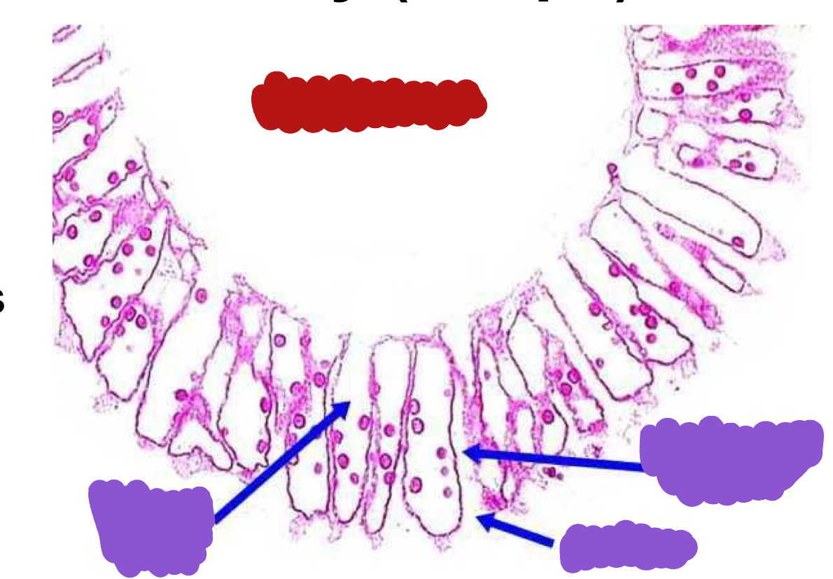 <p>Identify the red structure</p>