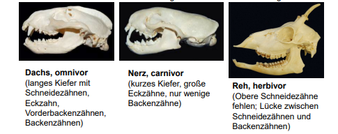 * **Herbivor** (= Pflanzenfresser) 
* **Carnivor** (= Fleischfresser) 
* **Omnivor** (= Allesfresser) 
* **Detritivor** oder Detritusfresser (= fressen totes organisches Material)

(Form der Zähne im Schädel von Säugetieren lässt auf die Nahrung schließen)