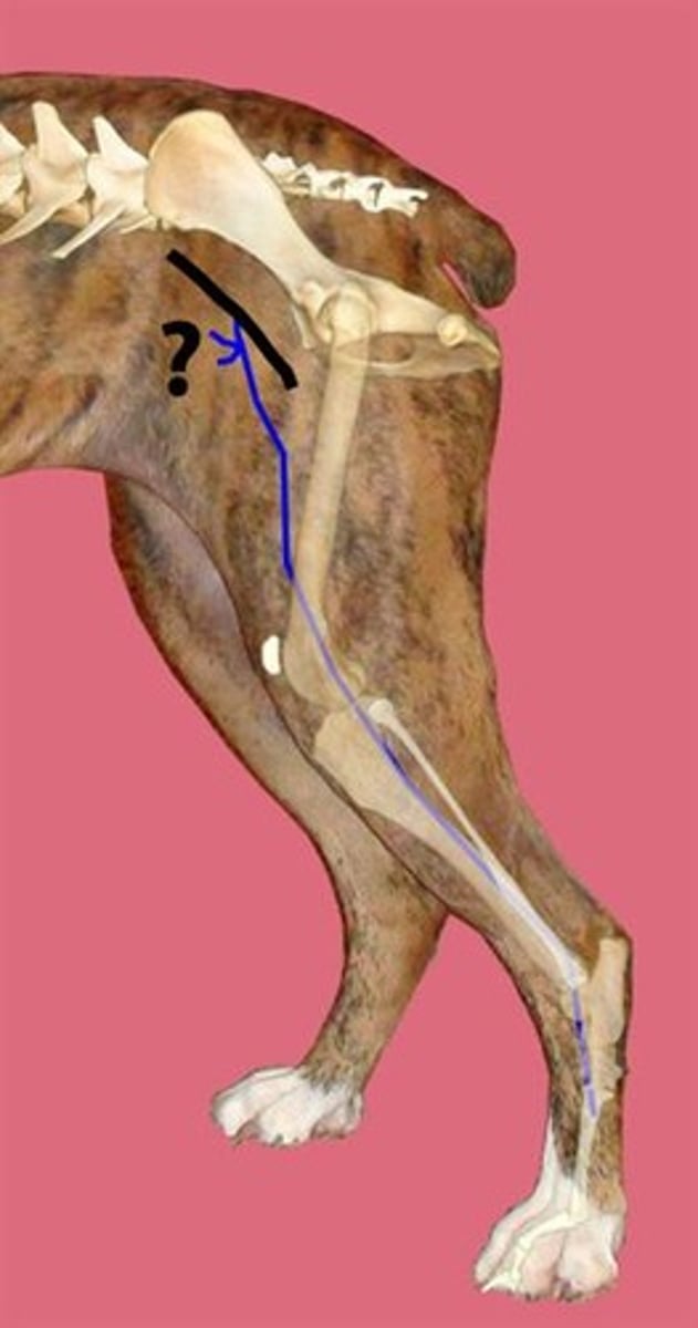 <p>Nerve?</p><p>Muscles Innervated?</p>