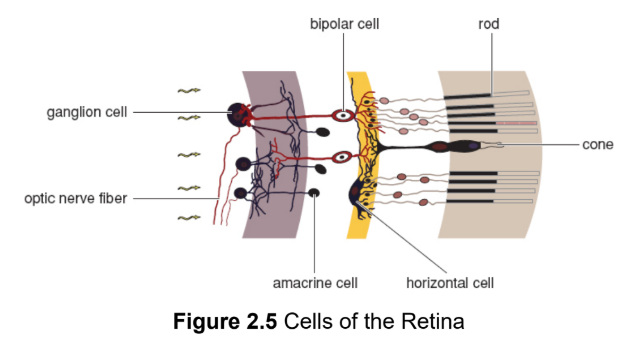 <p>axons group together to form optic nerve; synapsed with bipolar cells; located in front of rods and cones; output from each ganglion cell represents the combined activity of many rods and cones</p>