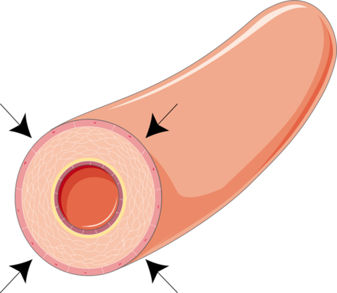 <p>narrowing of blood vessels to reduce the amount of blood flow and limit the heat lost to the environment</p>