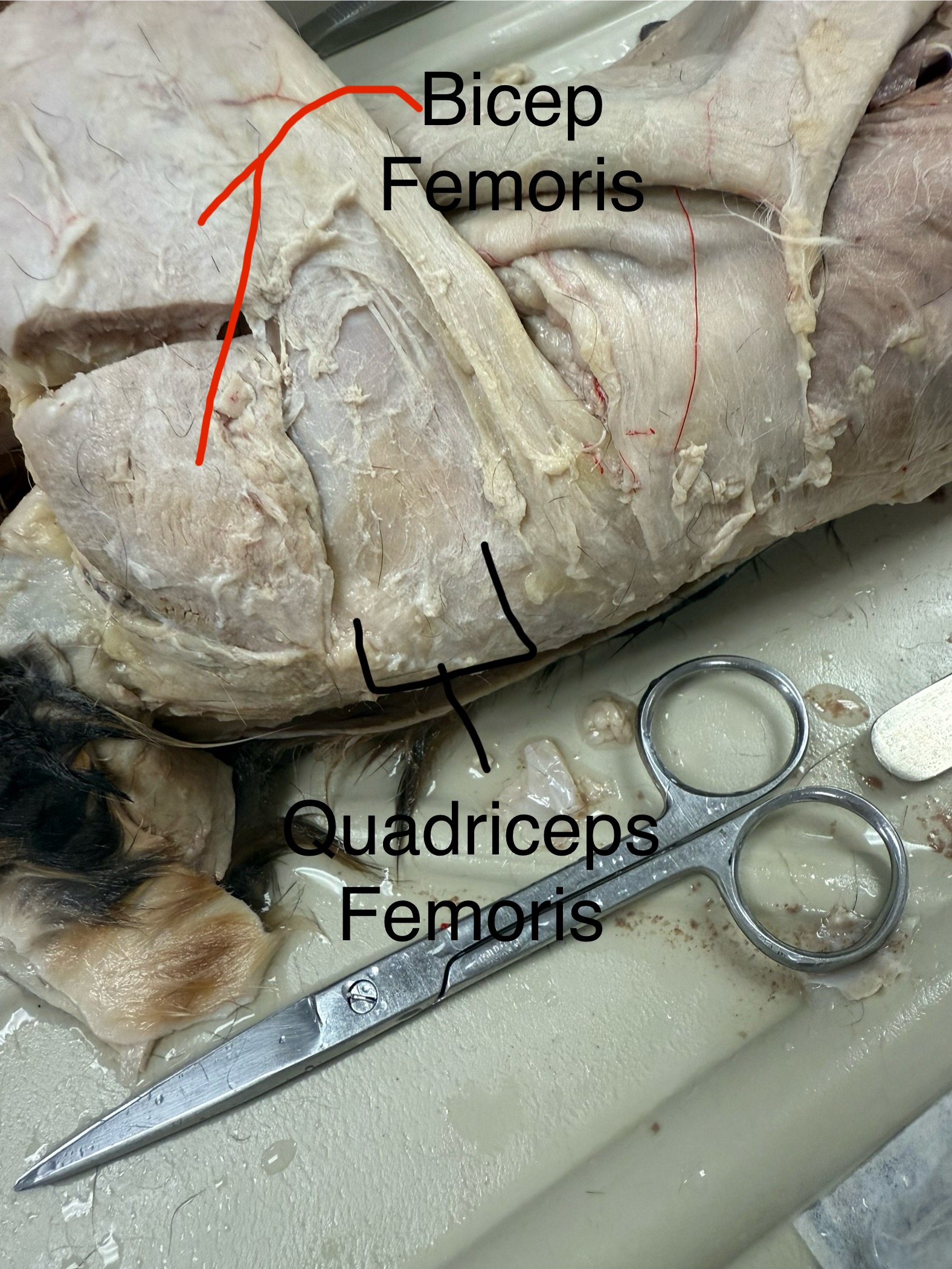 <p>Action: extends stifle/ flexes hip</p>