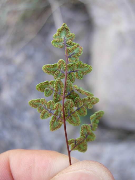 <p>Jones’ false cloak fern</p>