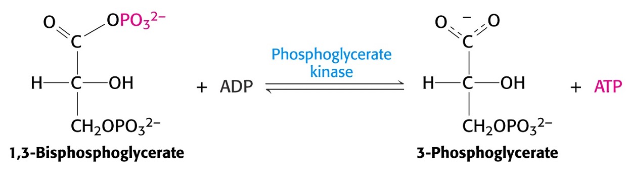 <p><span>ATP generation from 1,3-bisPglycerate</span></p><ul><li><p><span>Substrate level Phosphorylation</span></p></li><li><p><span>Remember Glucose (6C) yields 2 x 3C intermediates therefore 2 ATP’s generated per glucose molecule.</span></p></li></ul><p></p>