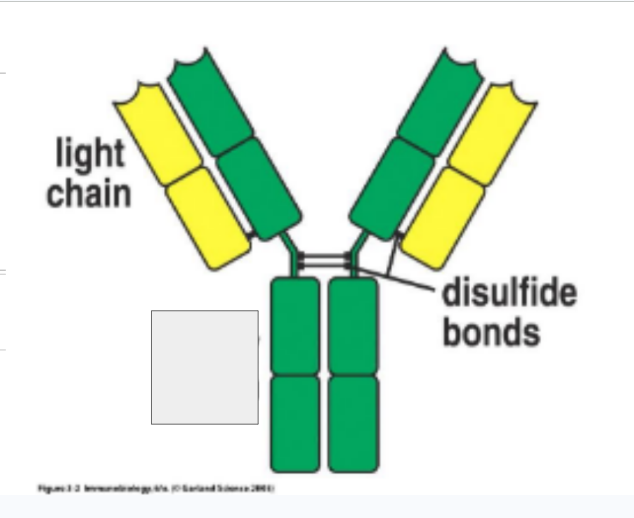 <p>What is this part of the antibody called?</p>