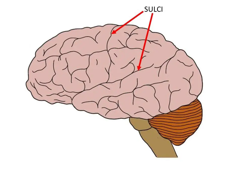 <p>are the grooves or indentations between the gyri on the surface of the brain, also contributing to the brain's surface area. </p>