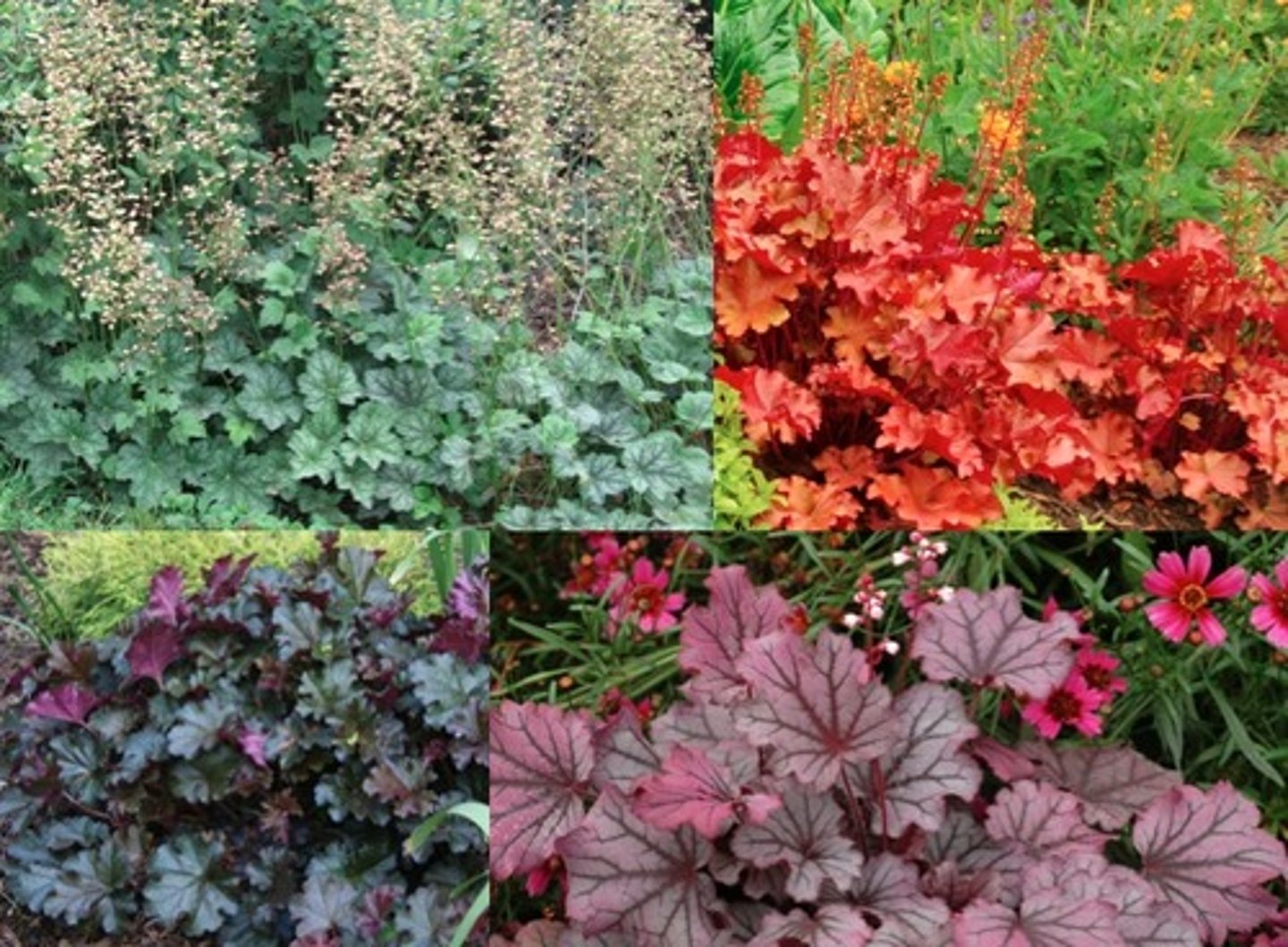 <p>special notes: not reliable evergreen</p><p>basal mound foliage; lots of colors</p><p>leaves: ivy rounded lobes</p><p>blooms: raceme</p>