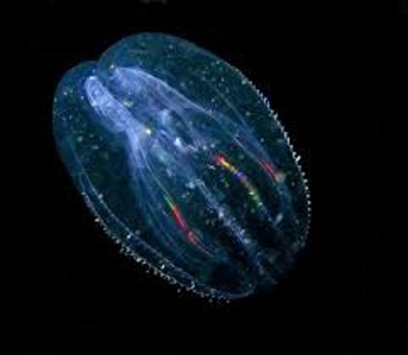 <p>Comb Jellies</p><p>- 8 rows of cilia</p><p>- Complete digestive systems : mouth + anus</p>