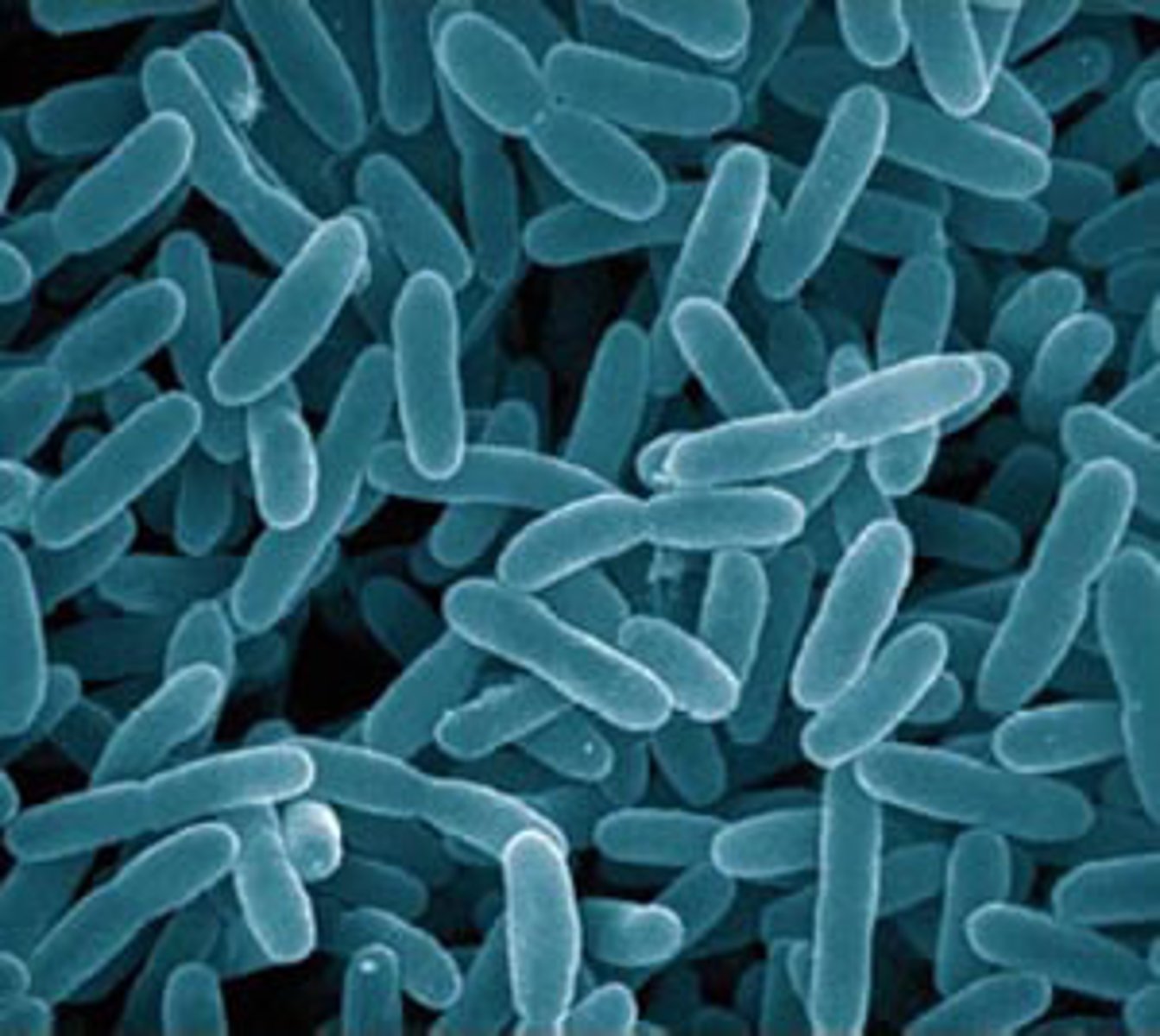 <p>A group of generally harmless microorganisms in human intestines that can serve as an indicator species for potentially harmful microoganisms associated with contaminated sewage.</p>