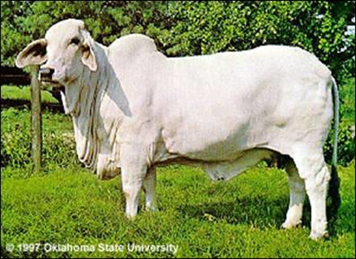 <p>descendant from indian cattle breeds, gray or red coat, black skin pigmentation, black noses and hooves, lots of loose excess skin with hump over withers, extremely heat tolerant, large, droopy ears, naturally horned or polled</p>