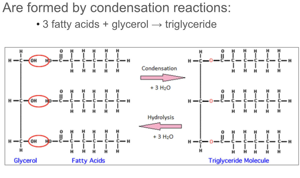 <p>glycerol has three pairs of hydroxyl groups while  the fatty acids have hydrogen. these two things combine in a condensation reaction and water is produced to bind them together</p>