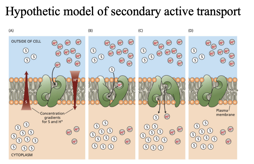 <p>- Uses stored energy, </p><p>- The energy driving the transport is provided by the proton motive force rather than directly by ATP hydrolysis </p><p>- Symport (Symporter): the two substances move in the same direction through the membrane </p><p>- Antiport (Antiporter): a coupled transport in which the energetically downhill movement of protons drives the active (energetically uphill) transport of a solute in the opposite direction.</p>