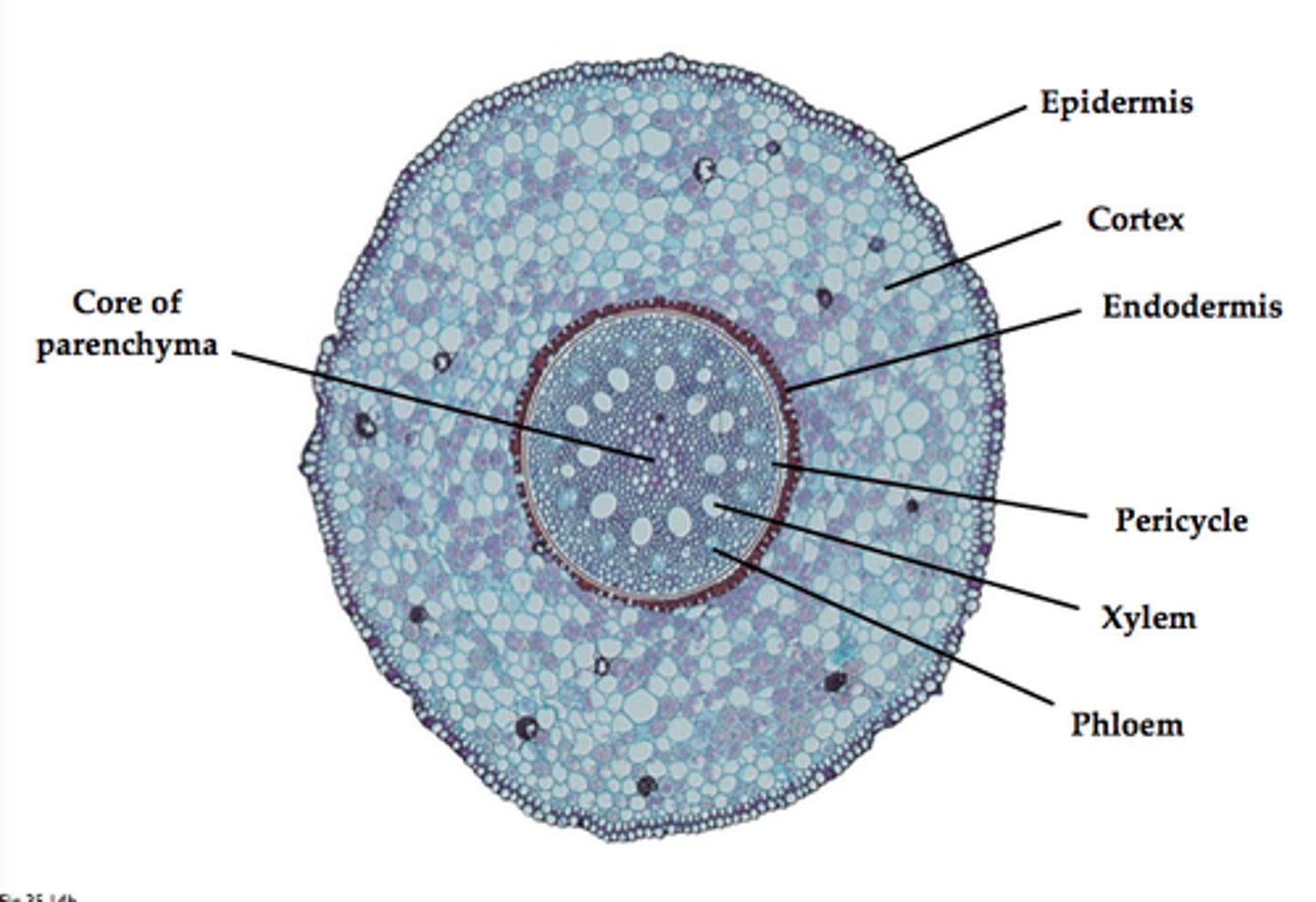 <p><strong>Functional parts of the organ</strong> that are largely composed of highly diverse epithelial cells that perform a wide array of functions</p><p>Ex tissues of the bronchioles, alveoli, ducts, and sacs, that perform respiration, nephrons, hepatocytes, acid producing cells in the stomach</p>
