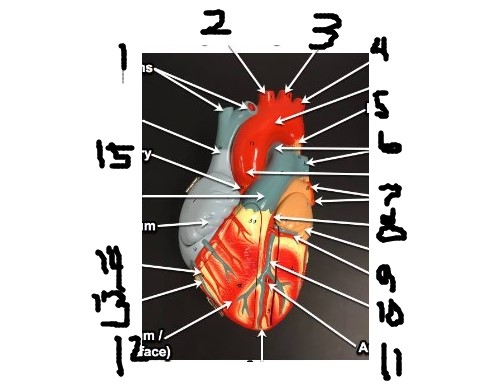 <p>14</p>