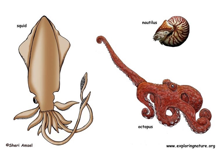 <p>Which phylum and class do these organisms belong to?</p>