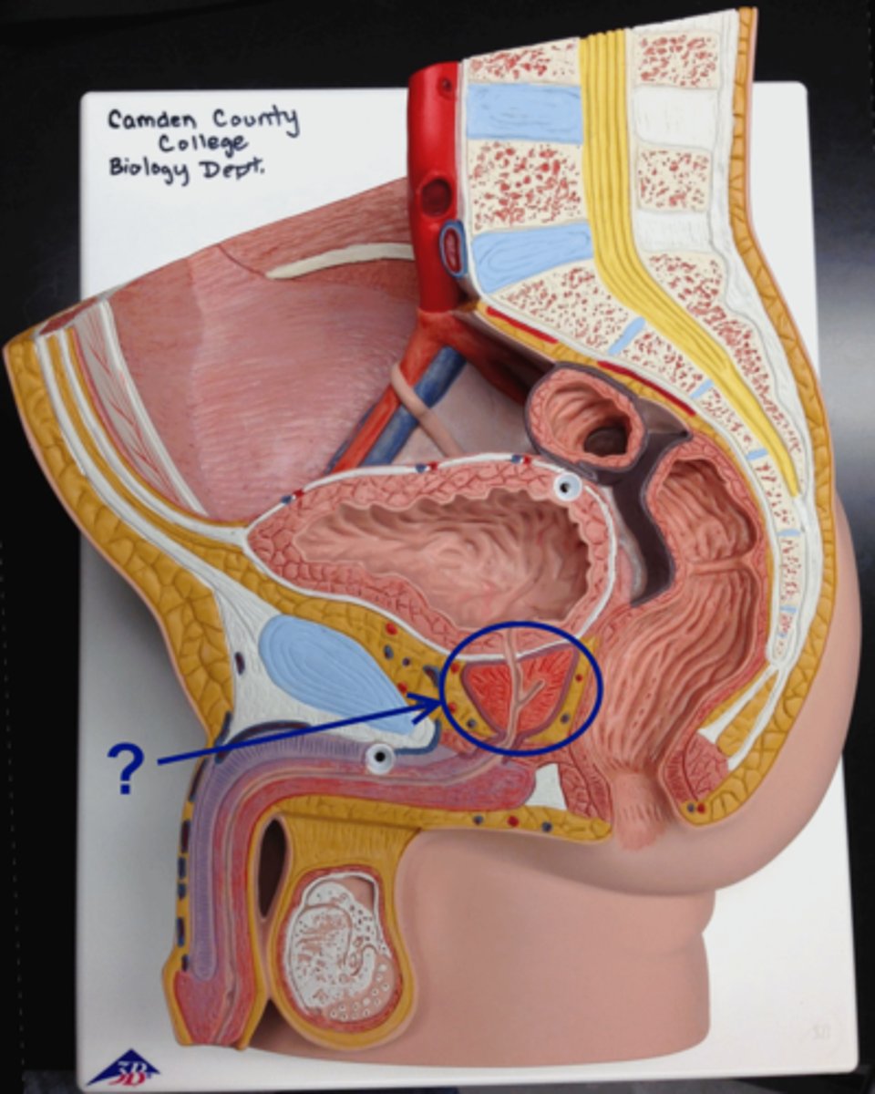 <p>encircles a proximal section of the urethra. The prostate gland secretes a fluid that aids in the movement of the sperm and ejaculation</p>