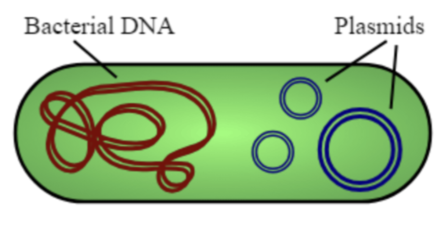 <p>double-stranded, circular DNA molecules</p>