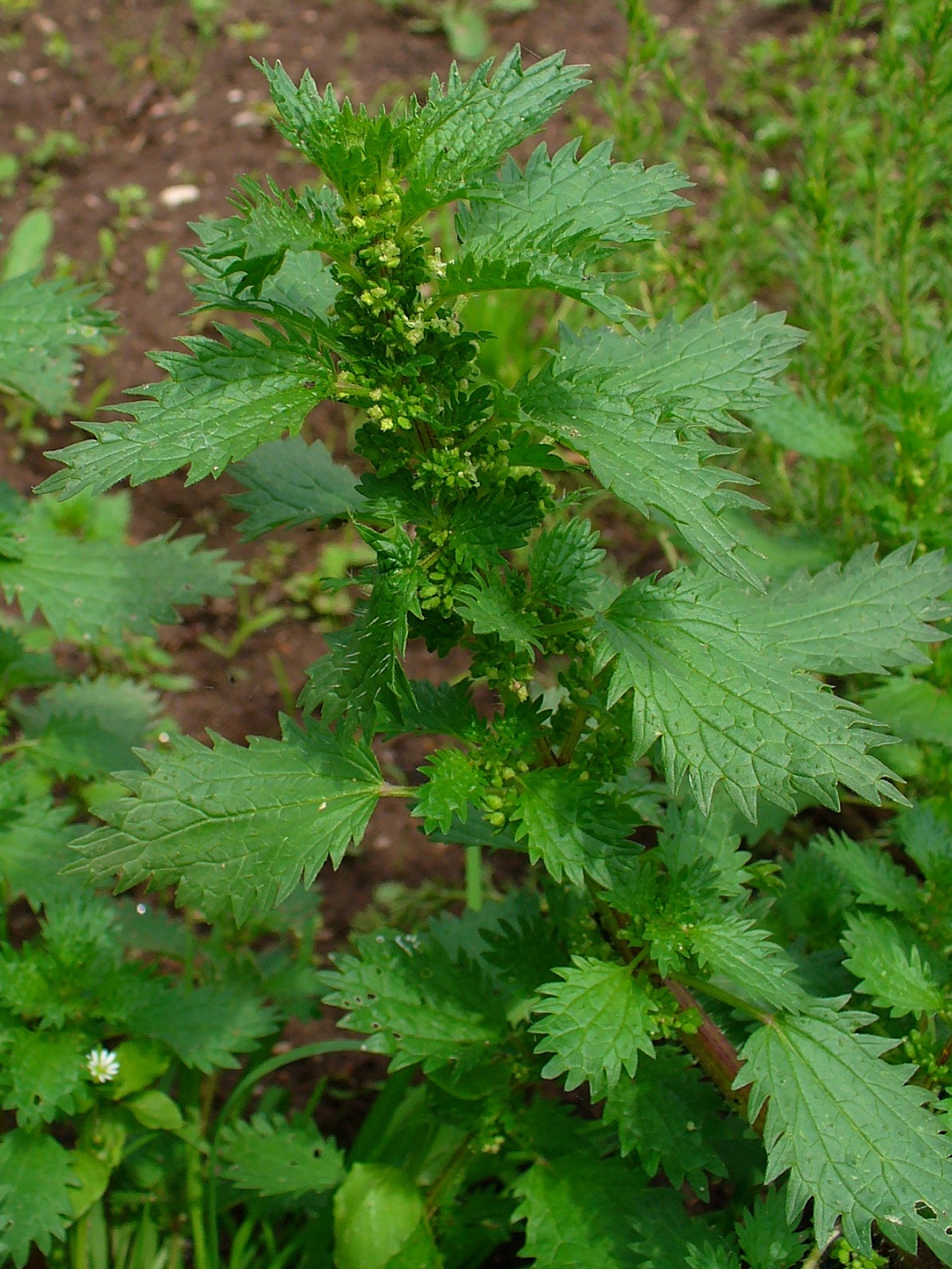 <p>Annual stinging nettle (Invasive)</p>