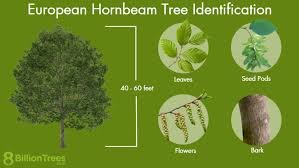 <ul><li><p><strong>Bark:</strong></p><p>Smooth, thin, gray to bluish-gray bark that develops fluted, muscle-like ridges, giving it the nickname "musclewood".<span>&nbsp;</span></p></li><li><p><strong>Leaves:</strong></p><ul><li><p>Alternate, simple, ovate to elliptic.<span>&nbsp;</span></p></li><li><p>Doubly serrated (toothed) margins.<span>&nbsp;</span></p></li><li><p>Dark green above, paler below.<span>&nbsp;</span></p></li><li><p>Leaves turn yellow, orange, or red in the fall.<span>&nbsp;</span></p></li></ul></li><li><p><strong>Flowers:</strong></p><ul><li><p>Unisexual, in catkins (hanging clusters of tiny flowers).<span>&nbsp;</span></p></li><li><p>Both male and female catkins on the same plant (monoecious).<span>&nbsp;</span></p></li></ul></li><li><p><strong>Fruit:</strong></p><ul><li><p>Small nutlets (seeds) attached to three-lobed, wing-like bracts.<span>&nbsp;</span></p></li><li><p>Nutlets are held in drooping, chain-like clusters.<span>&nbsp;</span></p></li></ul></li><li><p><strong>Form:</strong></p><ul><li><p>A small to medium-sized tree or large shrub, often with a rounded crown.<span>&nbsp;</span></p></li><li><p>Can have a wide-spreading, flat-topped crown.<span>&nbsp;</span></p></li></ul></li><li><p><strong>Habitat:</strong></p><ul><li><p>Often found in moist, rich soils along streams, in bottomlands, and in woodlands.<span>&nbsp;</span></p></li><li><p>Can tolerate some shade.<span>&nbsp;</span></p></li></ul></li><li><p><strong>Other Names:</strong></p><p>Musclewood, Blue Beech, Water Beech.<span>&nbsp;</span></p></li><li><p><strong>Distinguishing from European Hornbeam:</strong></p><p>European hornbeam has curved buds, while American hornbeam has straight buds.<span>&nbsp;A deciduous tree with smooth, fluted bark and serrated leaves that change color in autumn. </span></p></li></ul><p></p>