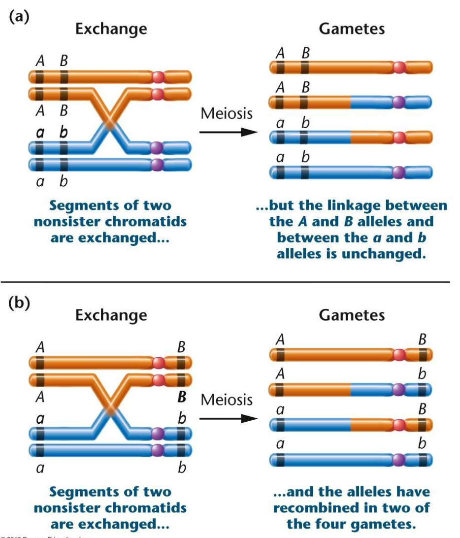 <p>the distance between genes determines the likelihood of recombination</p><ul><li><p>the further apart two genes are, the more likely that there will be genetic recombination between them </p></li></ul><p></p>