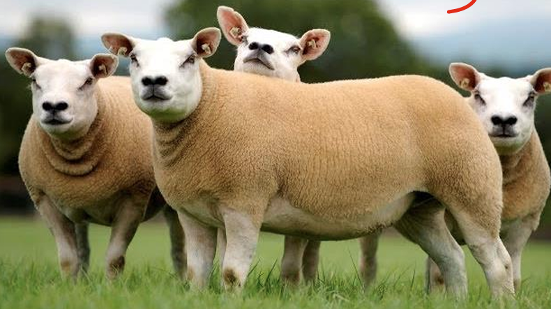 <ul><li><p>Originated in <strong>Holland </strong>in the <strong>1980s/1990s</strong></p><ul><li><p>Known in <strong>Europe</strong> as a dominant meat breed</p></li></ul></li><li><p>Noted for their <strong>heavy muscles </strong>and  <strong>excellent carcasses</strong></p></li><li><p><strong>Disadvantages: Poor wool quality </strong>and <strong>Quite small</strong></p><ul><li><p>Up to an average human’s knee</p></li></ul></li></ul><p></p>