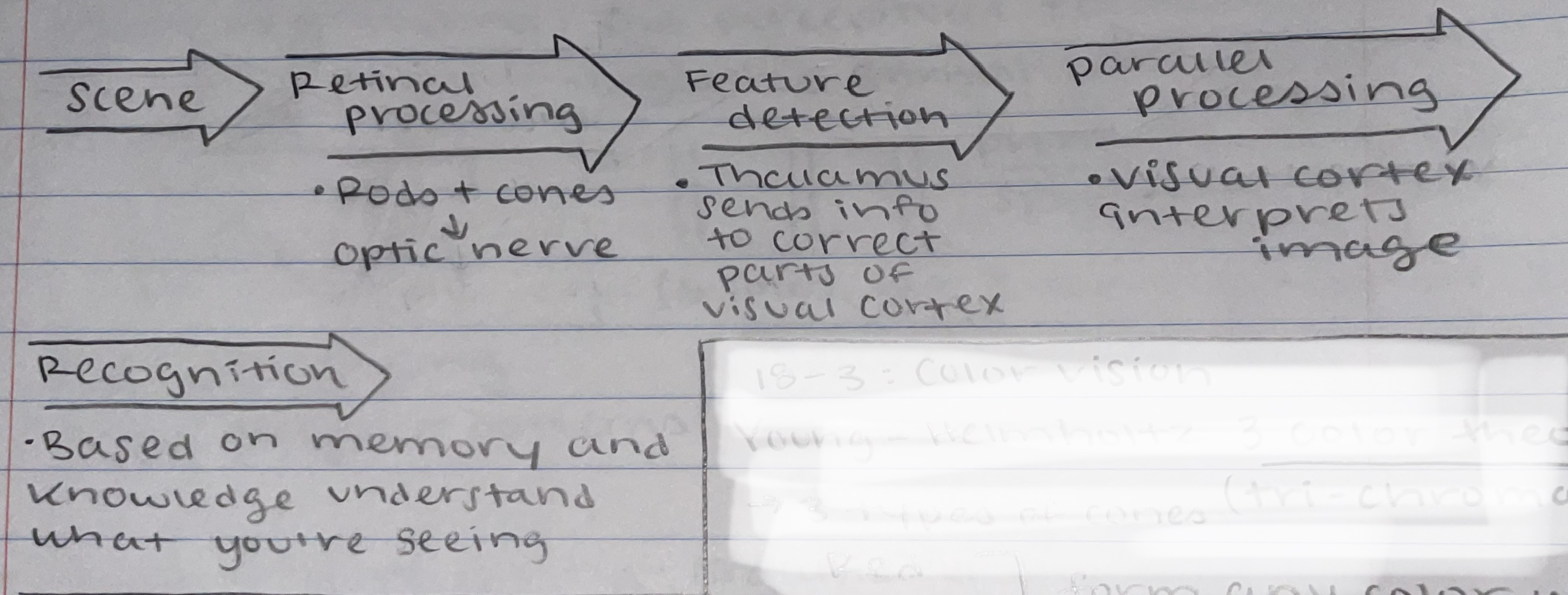 Scene, then retinal processing: Rods and cones to optic nerve, then feature detection: Thalamus sends into correct parts of visual cortex, then parallel processing: Visual cortex interprets image, then recognition: Based on memory and knowledge you understand what you’re saying 
