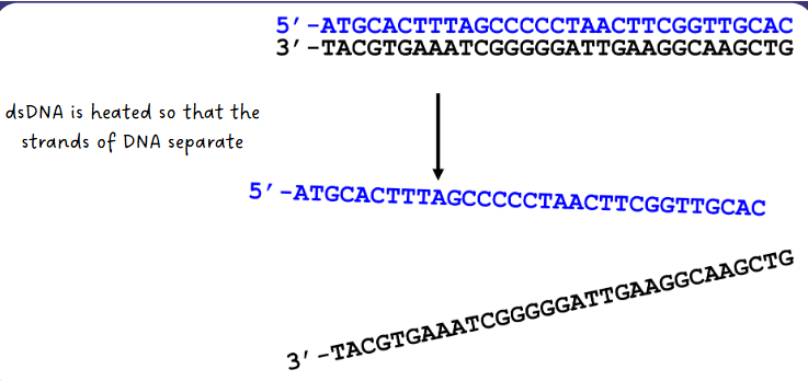 <p>dsDNA is heated so that the strands of DNA separate</p>