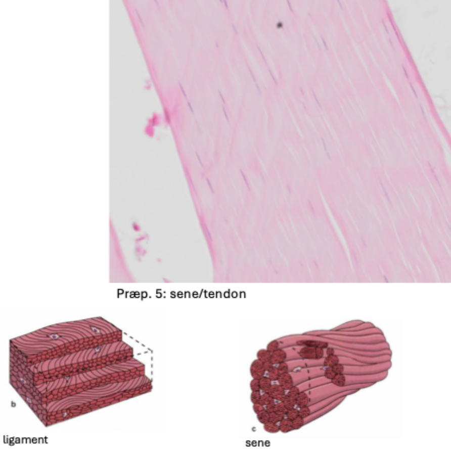 <p>Sener, ligamenter, fascier og aponeuroser</p>
