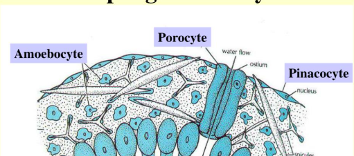 <p>flat cells the line on the outside of a sponge, as well as the internal canals of a sponge</p>
